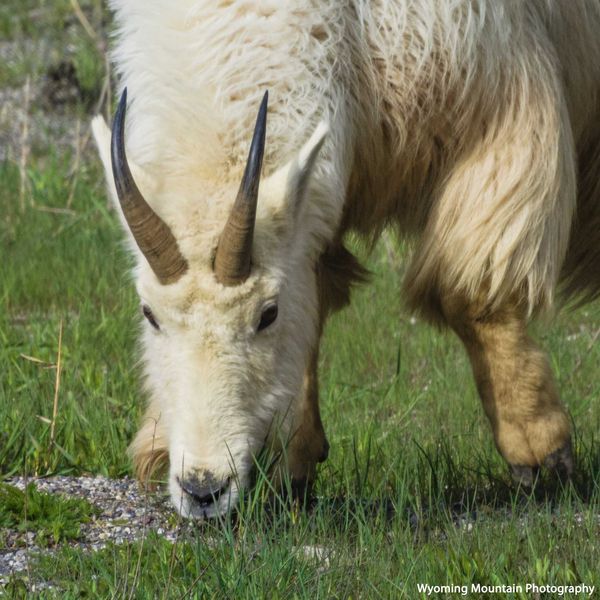 Mtn Goat. Photo by Dave Bell.