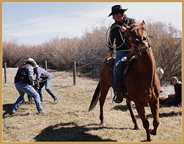 Ready to Throw the Calf. Photo by Terry Allen.