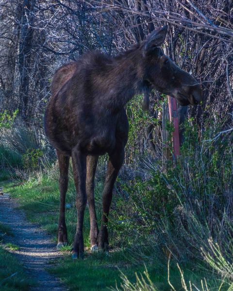 Moose. Photo by Dave Bell.