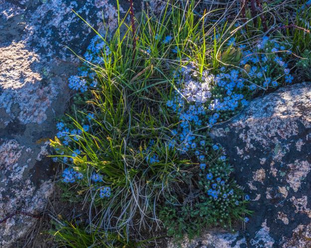 Spring splendor. Photo by Dave Bell.