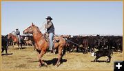 Heading to the Branding Area. Photo by Terry Allen.