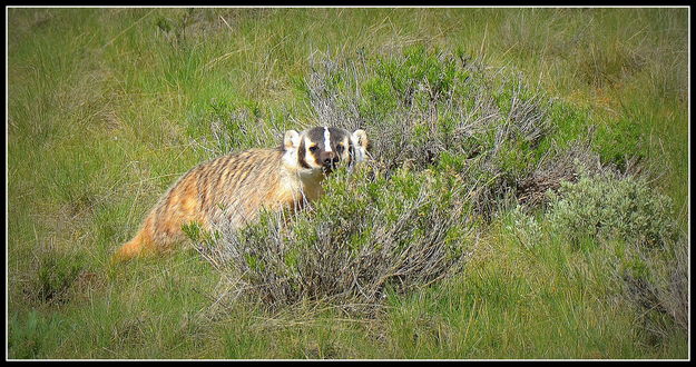 Badger. Photo by Terry Allen.