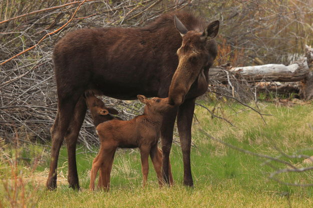 Giving Mom a kiss. Photo by Fred Pflughoft.