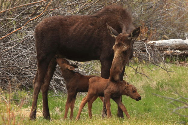 Loving Mama. Photo by Fred Pflughoft.