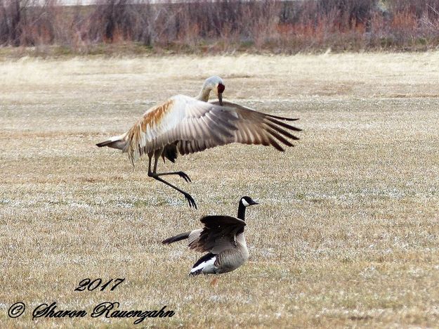 Confused crane. Photo by Sharon Rauenzahn.