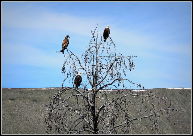 Bald Eagles. Photo by Terry Allen.