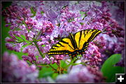 Butterfly and Lilac's. Photo by Terry Allen.