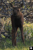 Little One. Photo by Fred Pflughoft.