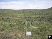 Ryegrass post treatment similar. Photo by Bureau of Land Management.