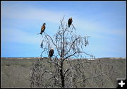 Bald Eagles. Photo by Terry Allen.