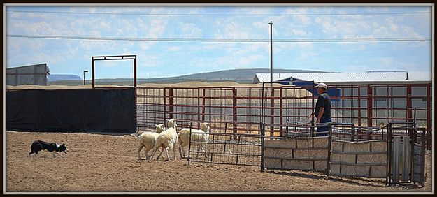 Penning the Sheep. Photo by Terry Allen.