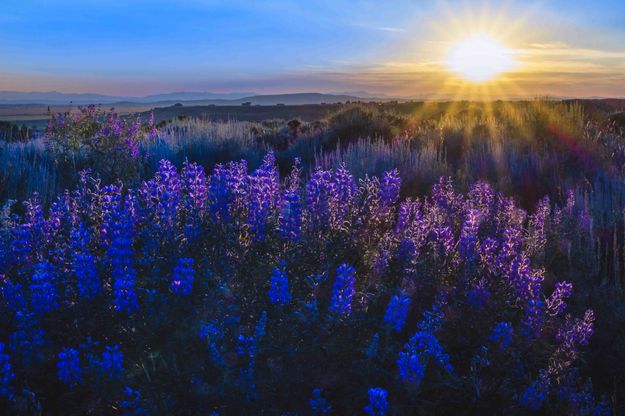 Summer Sunset Lupine. Photo by Dave Bell.