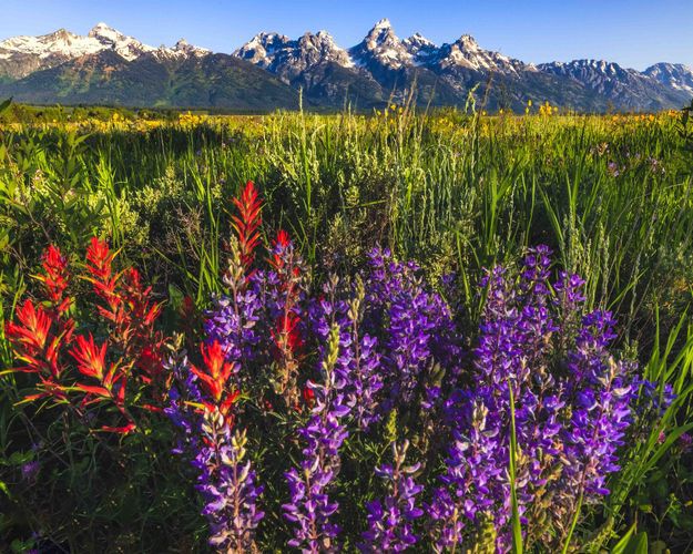 Paintbrush and Lupine. Photo by Dave Bell.