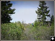 Voices in the Brush. Photo by Terry Allen.