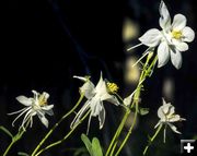 Columbine. Photo by Dave Bell.