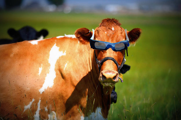 Eclipse Cow. Photo by Shy Photographer.