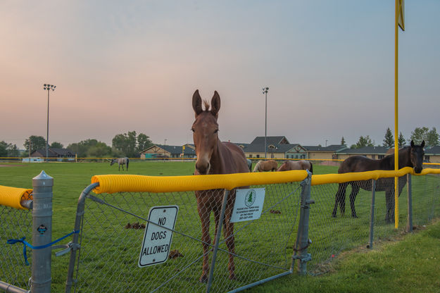 No dogs allowed. Photo by Arnold Brokling.