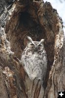 Owl. Photo by Pinedale Online.