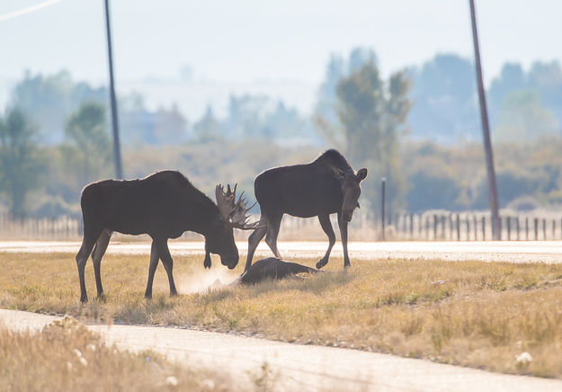 Watch out for wildlife. Photo by Elizabeth Boehm.