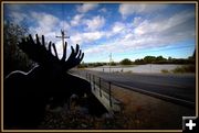 Fremont Lake Road Moose. Photo by Terry Allen.