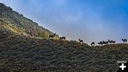 Ridgeline Elk. Photo by Dave Bell.