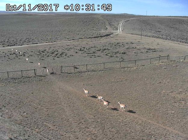 Pronghorn moving south. Photo by Trappers Point Wildlife Overpass webcam.