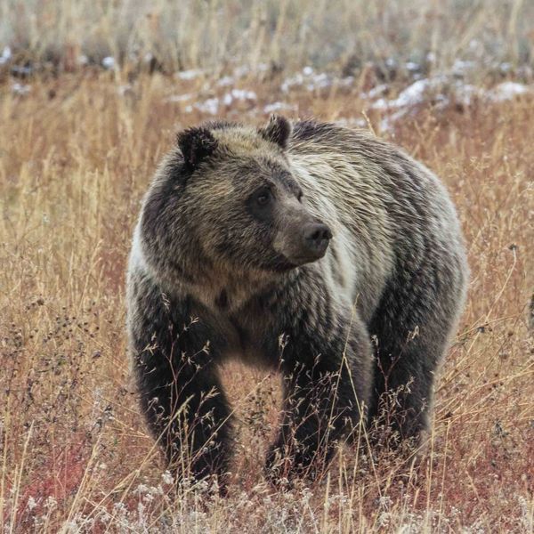 Griz. Photo by Dave Bell.