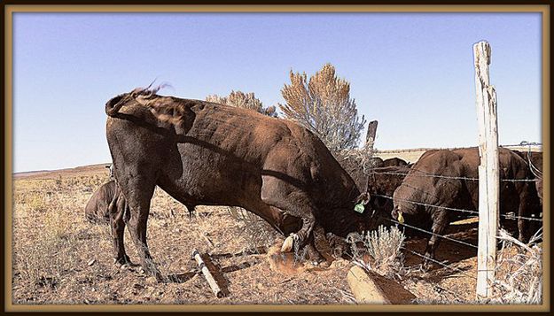 Herd Bull Gets Challenged. Photo by Terry Allen.