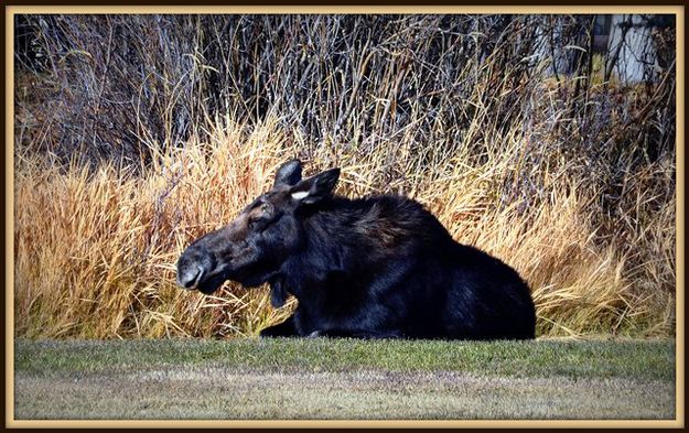 Afternoon siesta. Photo by Terry Allen.