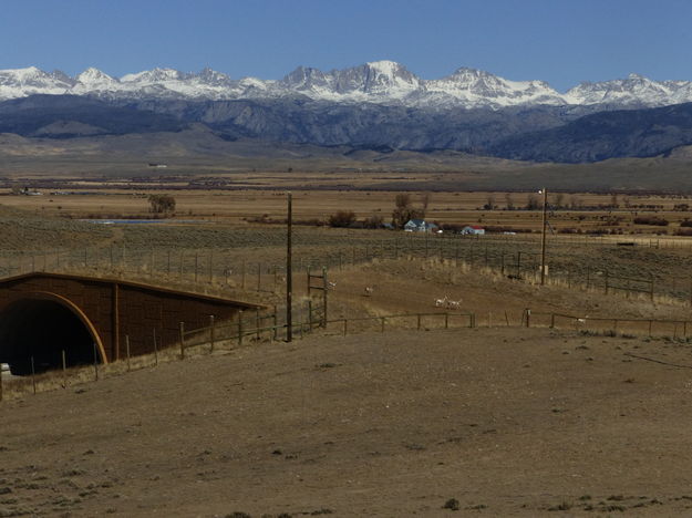 Pronghorn on overpass. Photo by Dawn Ballou, Pinedale Online.