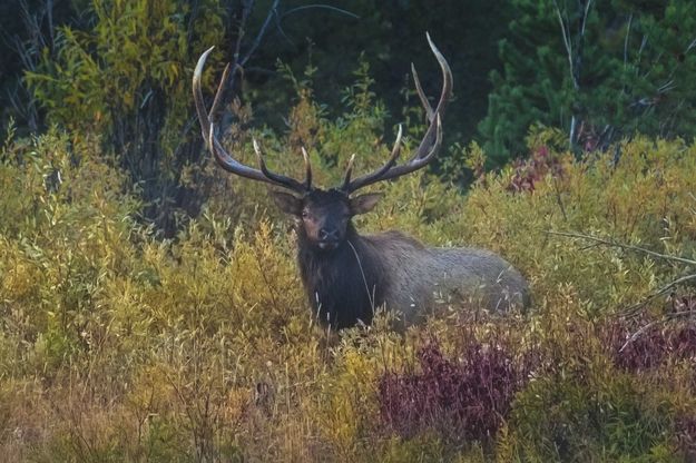 Majestic Elk. Photo by Dave Bell.