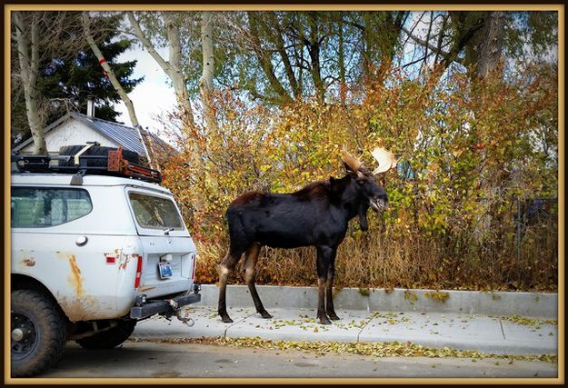 Young bull moose. Photo by Terry Allen.