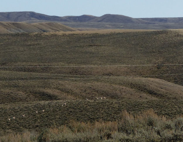 Line of pronghorn. Photo by Dawn Ballou, Pinedale Online.