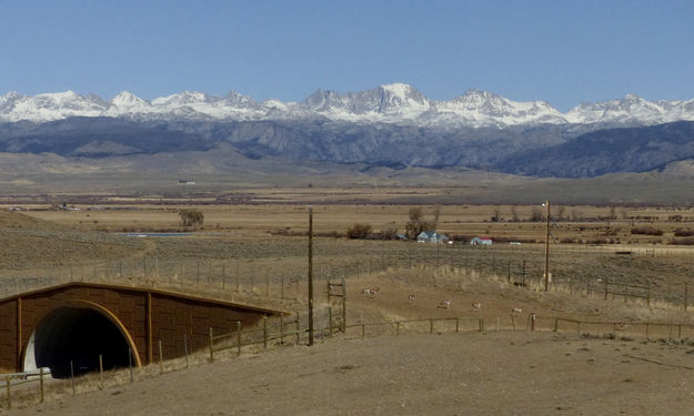 Crossing the wildlife overpass. Photo by Dawn Ballou, Pinedale Online.