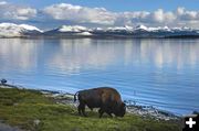 Bison. Photo by Dave Bell.