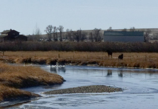 2 over the fence. Photo by Dawn Ballou, Pinedale Online.