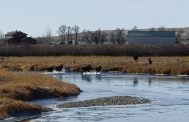 4 in the river. Photo by Dawn Ballou, Pinedale Online.