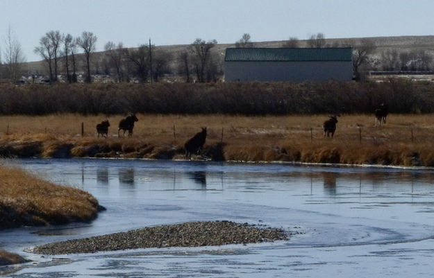 Crossing the fence. Photo by Dawn Ballou, Pinedale Online.