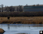 One more to cross. Photo by Dawn Ballou, Pinedale Online.