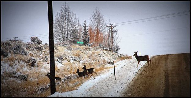 Deer on the Course. Photo by Terry Allen.