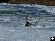 Head above the water. Photo by Dawn Ballou, Pinedale Online.