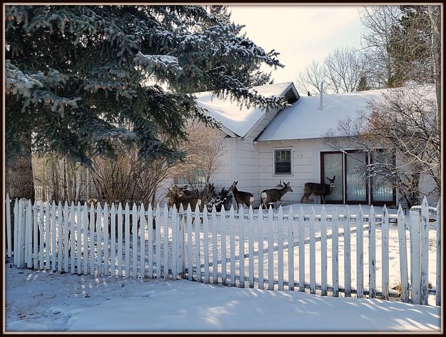 8 Deer. Photo by Terry Allen.