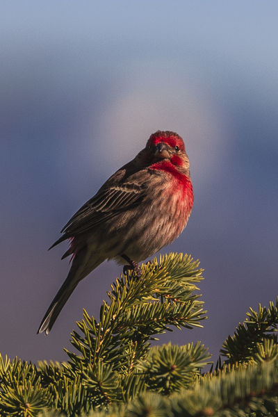 Cassins Finch. Photo by Dave Bell.