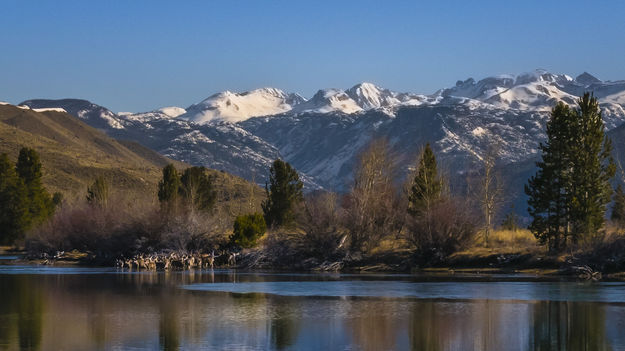 Migrating Mule Deer. Photo by Dave Bell.