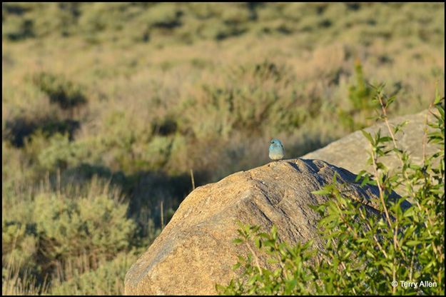 A Bluebird at Sunset. Photo by Terry Allen.