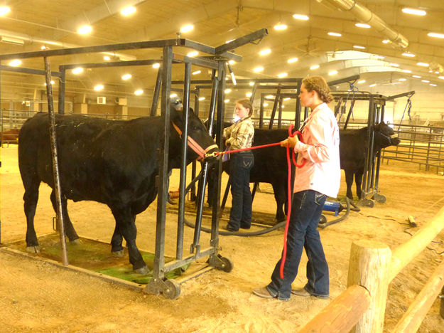 Grooming cattle. Photo by Dawn Ballou, Pinedale Online.