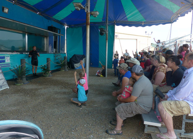 Shark volunteers. Photo by Dawn BallouPinedale Online.