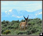 Watching from the Hillside. Photo by Terry Allen.