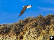 Bald Eagle. Photo by Dave Bell.