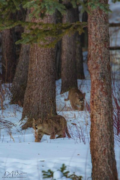 Kits of the Woods. Photo by Dave Bell.